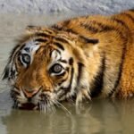 राजस्थान के रणथंभौर में बाघ के हमले में वन रक्षक की मौत, 20 मिनट तक शव के पास बैठा रहा Tiger